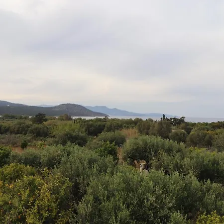 Aristea *